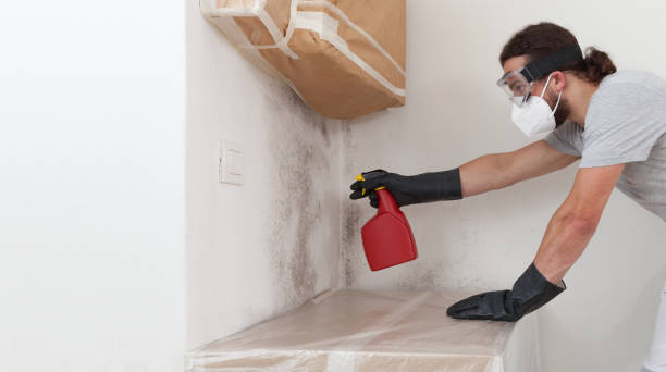 Basement Mold Remediation treatment on basement walls in West Hempstead